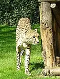 Guépard.