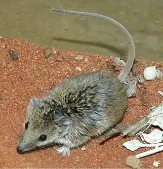 Description de l'image Planigale tenuirostris.jpg.