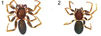 Description de l'image Planochelas brevis (10.3897-AfrInvertebr.60.35269) Figures 1–8 (cropped).jpg.