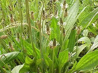 Plantes fleuries