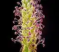 Inflorescence.