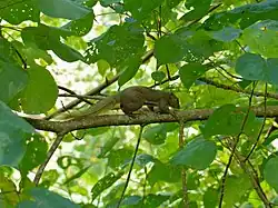 Callosciurus notatus Parc national du Gunung Mulu, Sarawak