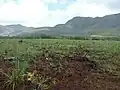 Nouvelle plantation (moins d'un an)- Montdore (Champ de Bataille)