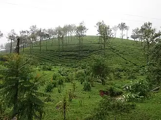 Glenmorgan (Inde)