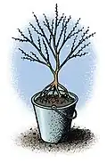 5. Praliner chaque pied d'arbre ou arbuste(cicatrisant des racines).