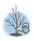 8. Arrosage au pied de chaque plant(verser un arrosoir par pied).