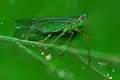 Hémiptère dictyopharidae centromeria viridistigma