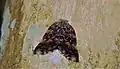 Hémiptère ricaniidae