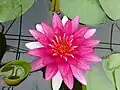Nymphea "Gloriosa".