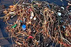 La plastisphère, d'origine anthropique, fait partie de l'anthroposphère. Ici sur une plage de San Francisco.
