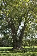 Platane à feuilles d'érable du Hameau de la Reine