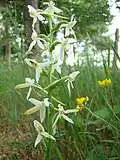 Platanthère blanche en forêt de Müden.