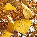 Feuilles d'automne.