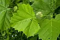 Feuilles.