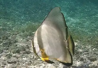 Platax orbicularis