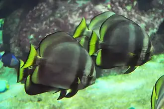 Description de l'image Platax pinnatus Captivity.jpg.