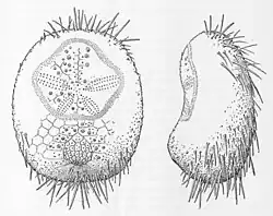 Idiobryssus coelus