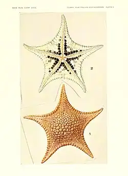 Stellaster childreni.