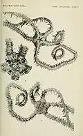 Ophiomastix variabilis