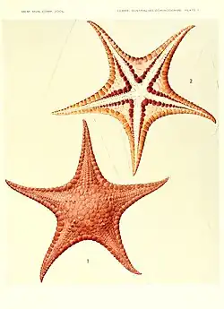 Stellaster inspinosus.