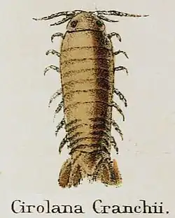 Cirolana cranchii