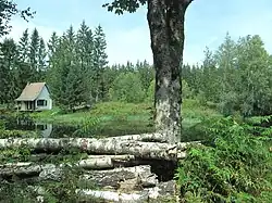Paysage de forêt.
