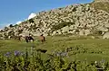Paysage du plateau avec chaos rocheux, pozzine et chevaux.