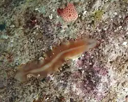 Un plathelminthe de la famille des  Prosthiostomidae (possible variation de couleur de Prosthiostomid sp. 1?)