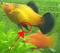 Platy mâle, avec son gonopode.