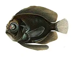Platyberyx opalescens.