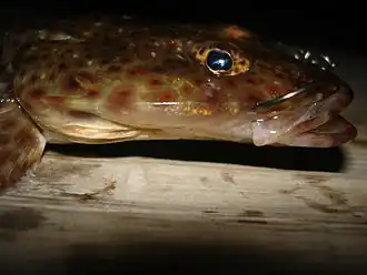 Description de l'image Platycephalus bassensis2.jpg.