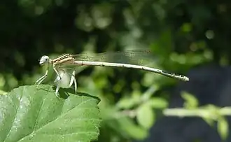 Agrion blanchâtre mâle(Platycnemis latipes).