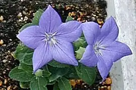 Fleurs épanouies.