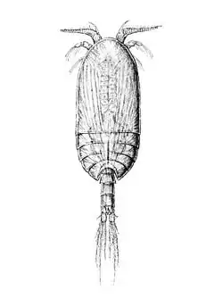Platycopia perplexa (Platycopioida)