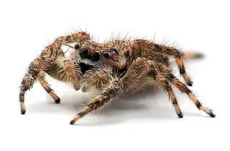 13&nbsp;images à mise au point variable ont été compositées dans CombineZM pour créer cette image d'araignée sauteuse.