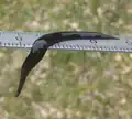 Platydemus manokwari en Nouvelle-Calédonie.