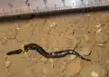 Platydemus manokwari à Tahiti.