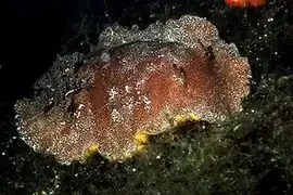 Platydoris argo.