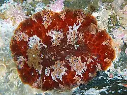 Platydoris ellioti.