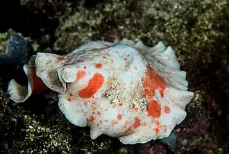 Platydoris formosa.