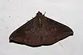 Platyja umminia(Erebinae, incertae sedis)