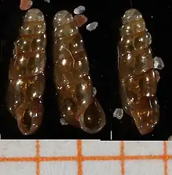 Platyla cryptomena (Aciculidae)