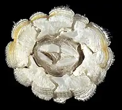 Platylepas hexastylos (Platylepadidae).