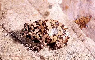 Description de l'image Platypelis mavomavo03.jpg.