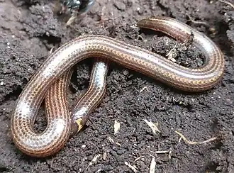 Description de l'image Platyplectrurus madurensis 121340694 (cropped).jpg.