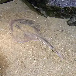 Platyrhina sinensis