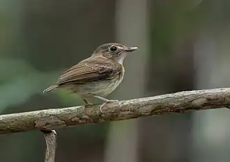 Description de l'image Platyrinchus saturatus Cinnamon-crested Spadebill.jpg.