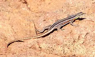Description de l'image Platysaurus lebomboensis 63590009.jpg.