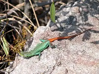Description de l'image Platysaurus orientalis.jpg.