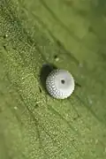 Œuf